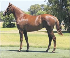 SNITZEL – NEW YORK CITI - Striking chestnut is a prize lot from Geisel Park